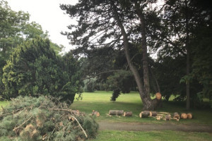 Is er genoeg geld voor onderhoud van bomen?